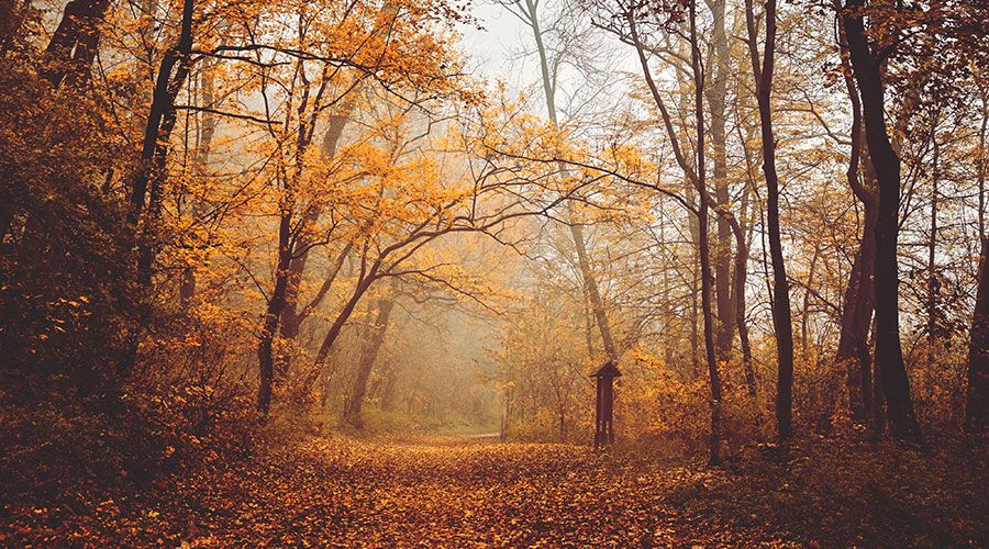 Árboles y caída de hojas en otoño